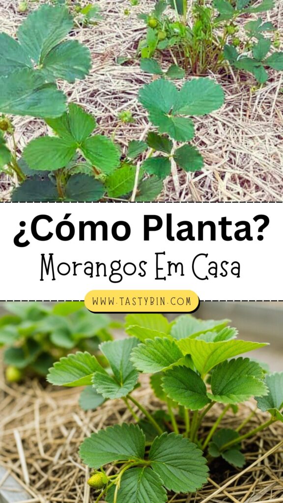Como Plantar Morangos Em Casa?
