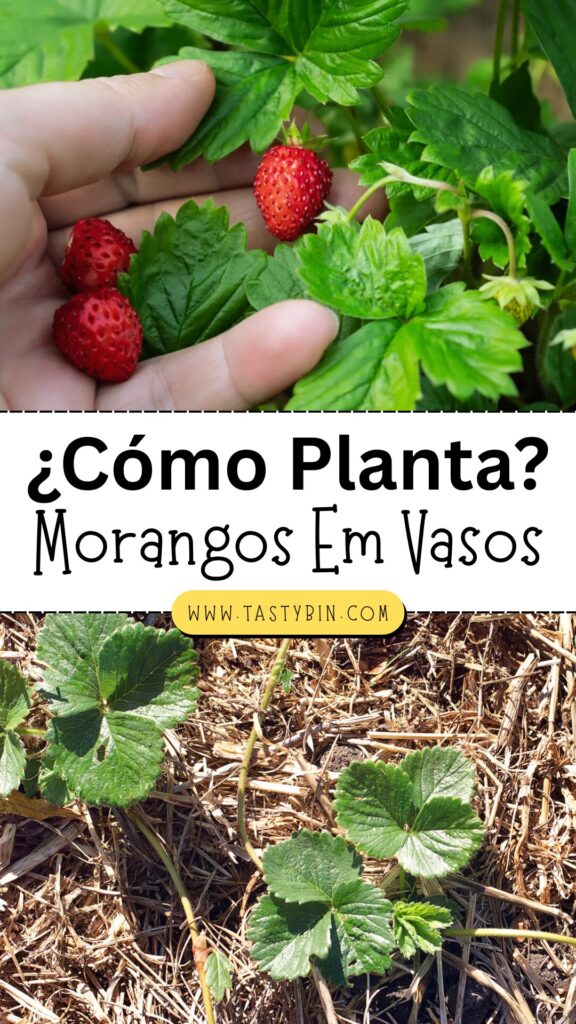 Como Plantar Morangos Em Casa?