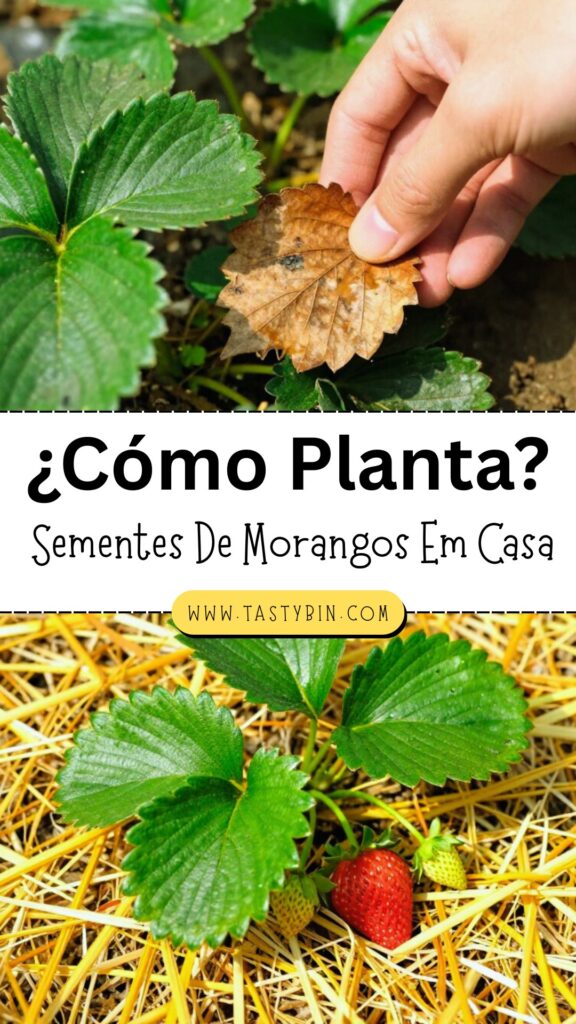 Como Plantar Morangos Em Casa?